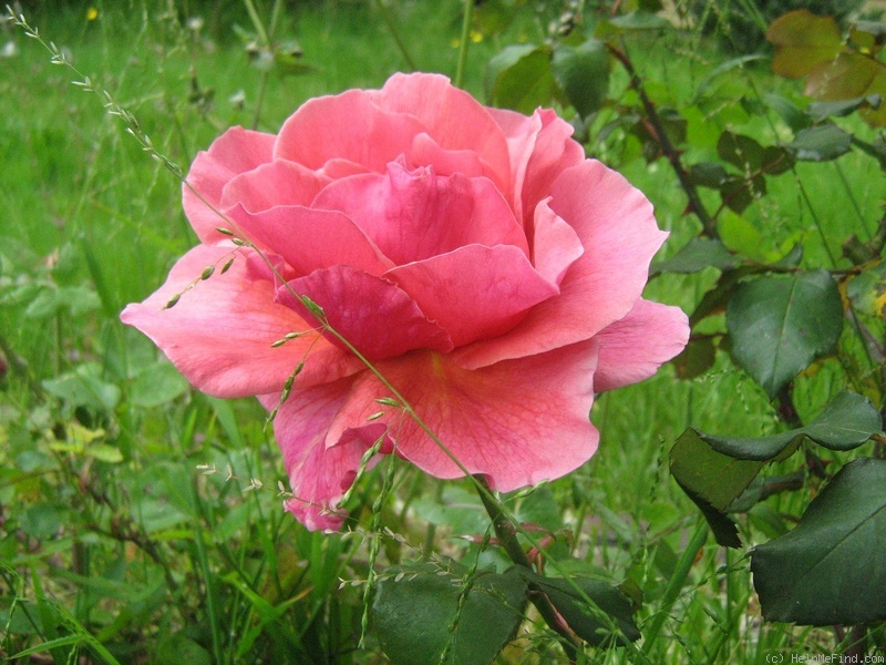 'Duet (hybrid tea, Swim, 1960)' rose photo