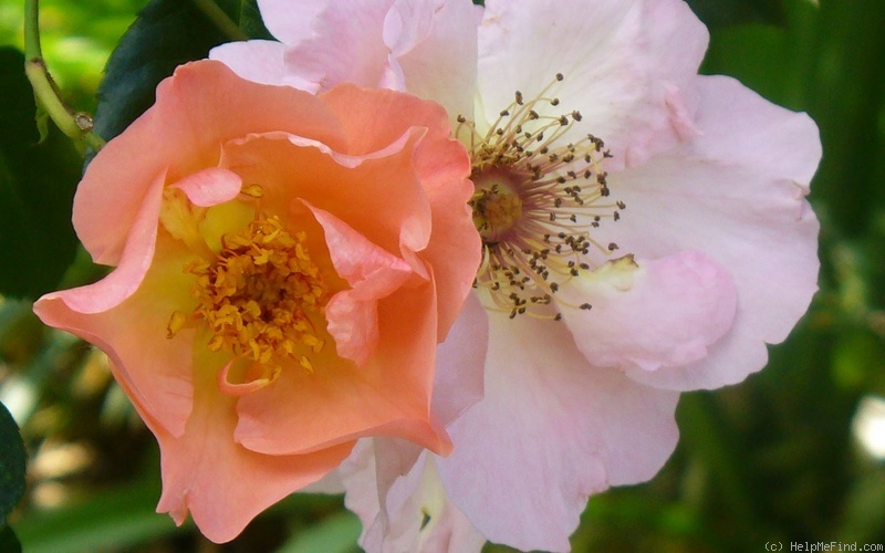 'Summer Wine (climber, Kordes before 1980)' rose photo
