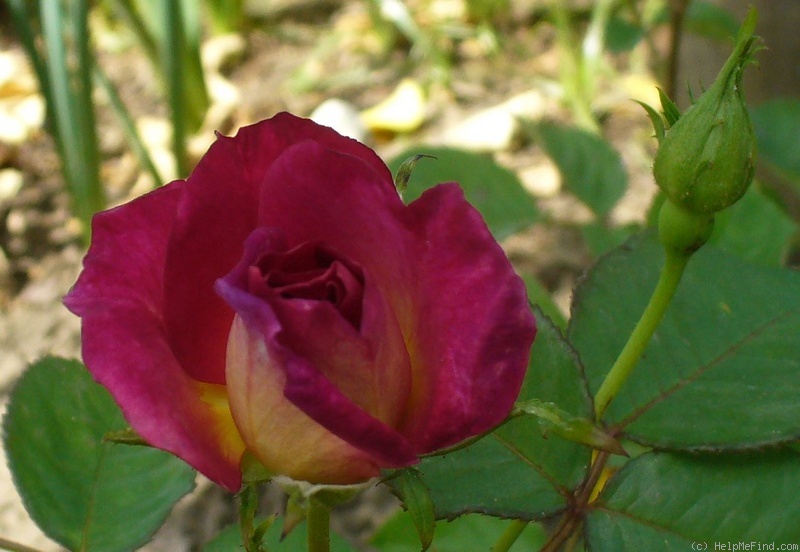 'Outta The Blue ™' rose photo