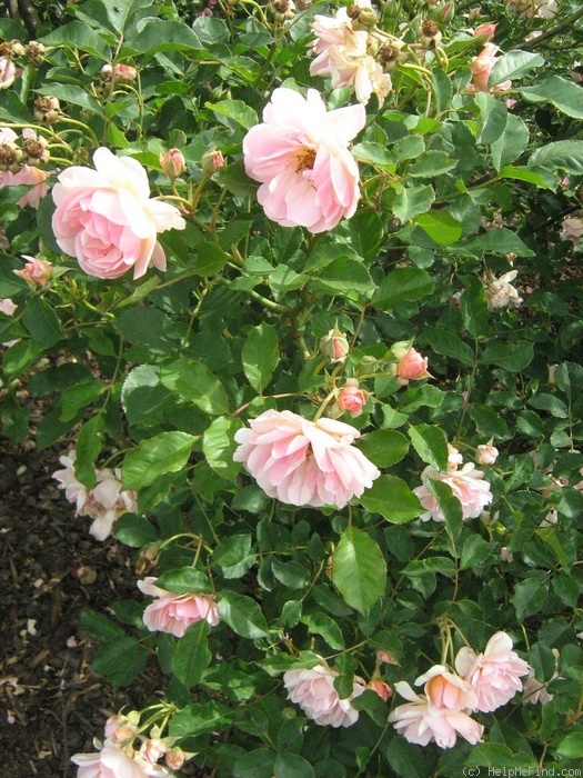 'Felicia (hybrid musk, Pemberton 1926)' rose photo