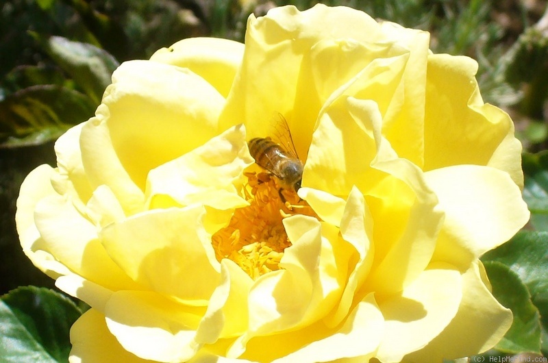 'Michelangelo ® (hybrid tea, Meilland before 1997)' rose photo