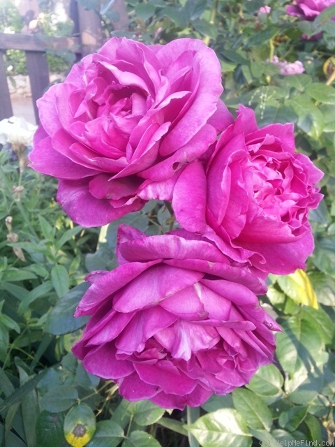 'Intrigue (floribunda, Warriner 1982)' rose photo