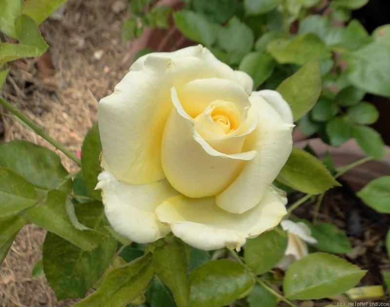 'The Wainwright Rose' rose photo