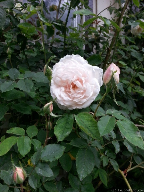 'Madame Alfred Carrière (noisette, Schwartz 1875)' rose photo