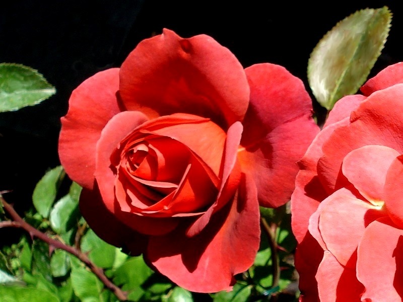 'Hot Cocoa ™ (Floribunda, Carruth 2001)' rose photo
