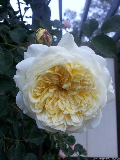 'The Pilgrim ®' rose photo