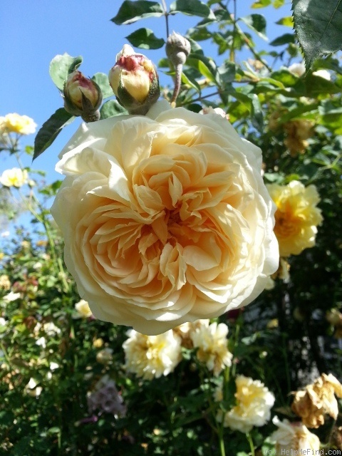 'Teasing Georgia' rose photo
