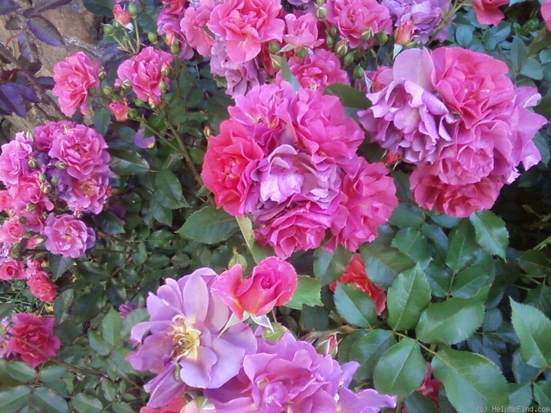 'Cinco de Mayo™ (floribunda, Carruth, 2006)' rose photo