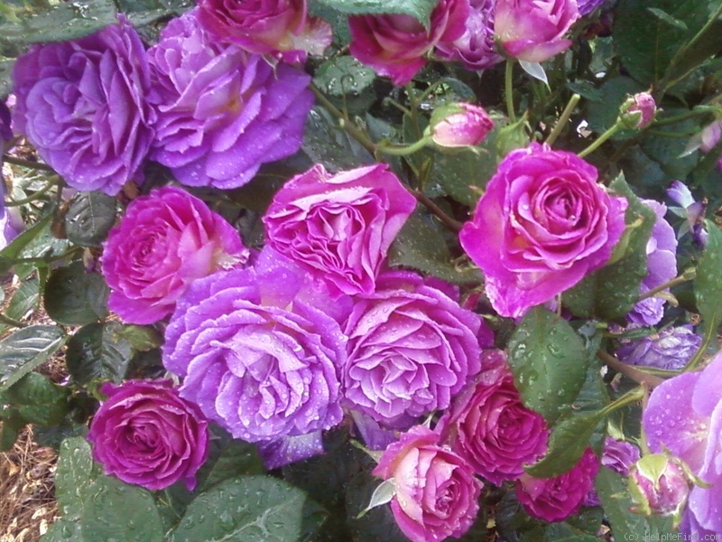 'Outta The Blue ™' rose photo