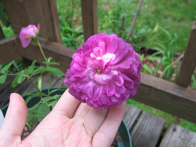 'Belle de Crécy (Gallica, Roeser, 1829)' rose photo