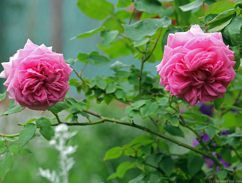 'Capitaine Dyel de Graville' rose photo