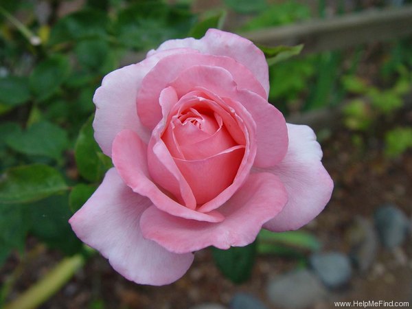 'Koppies' rose photo