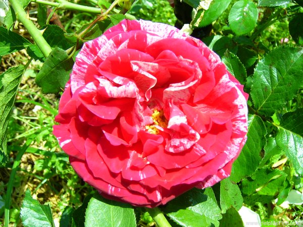 'Henri Matisse ®' rose photo
