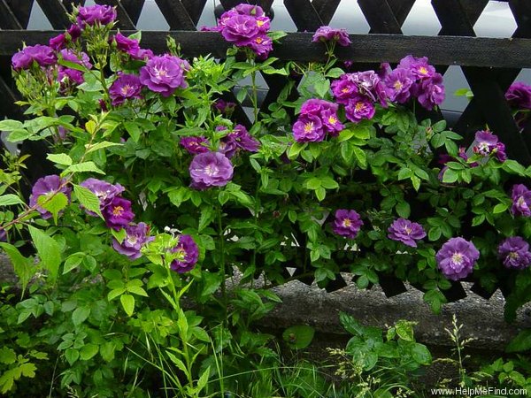 'Rhapsody in Blue ™' rose photo