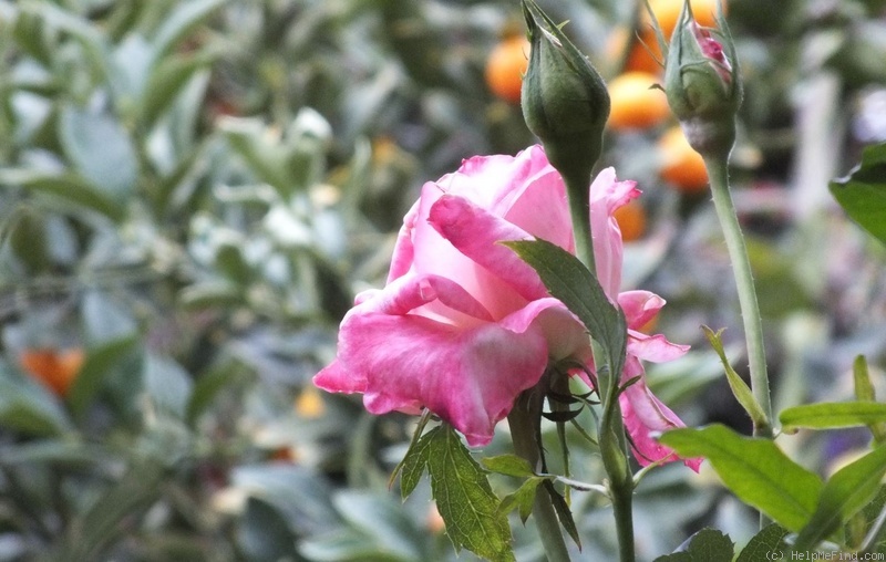 'Perfecta (hybrid tea, Kordes, 1957)' rose photo