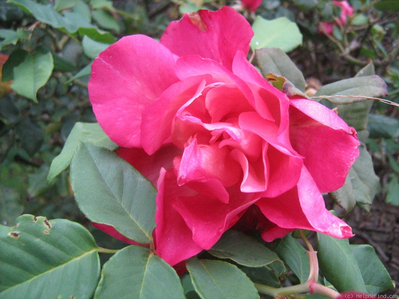 'Général Galliéni' rose photo