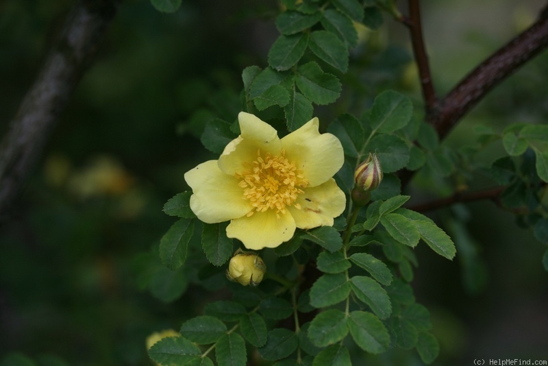 '<i>Rosa xanthina</i> f. <i>normalis</i> Rehder & E.H. Wilson' rose photo