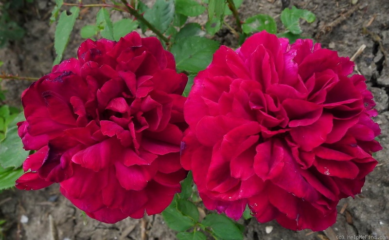 'Erinnerung an Schloss Scharfenstein' rose photo