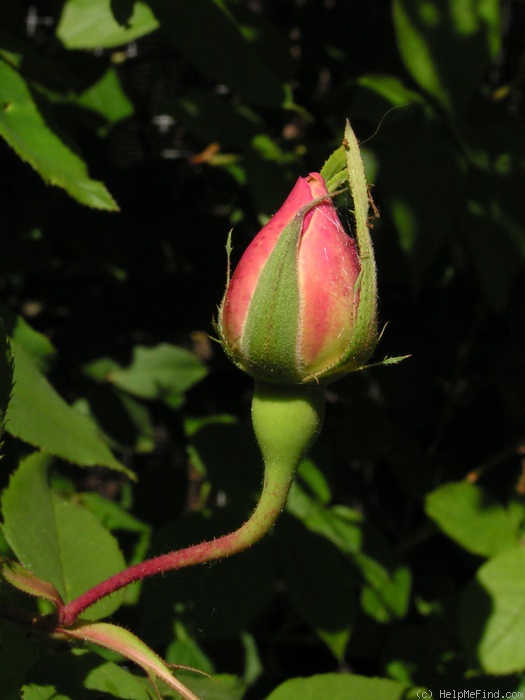 'Madame Alfred Carrière (noisette, Schwartz 1875)' rose photo