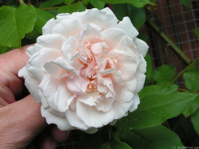 'Madame Alfred Carrière (noisette, Schwartz 1875)' rose photo