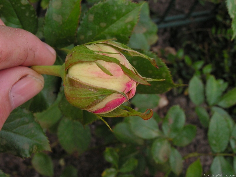 'Pierre de Ronsard ®' rose photo
