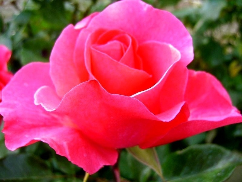 'Romanze ® (shrub, Tantau, 1984)' rose photo