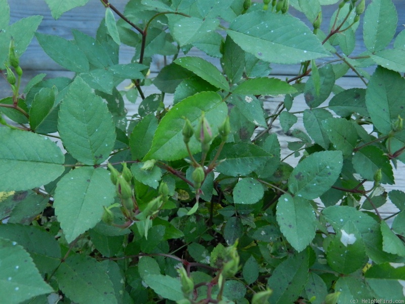 'DANCING GWEN' rose photo