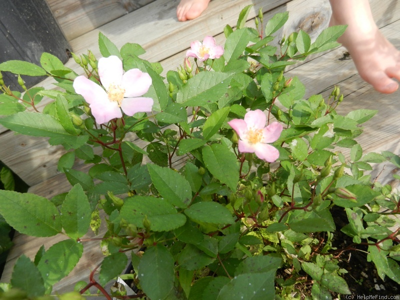 'DANCING GWEN' rose photo