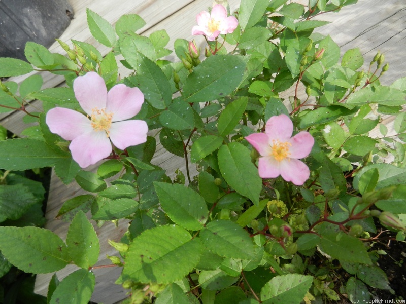 'DANCING GWEN' rose photo