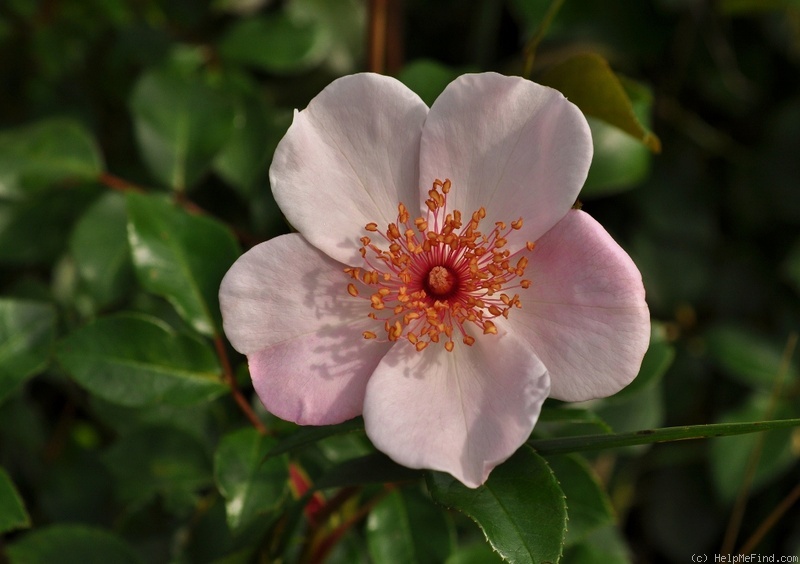 'Astronomia ®' rose photo