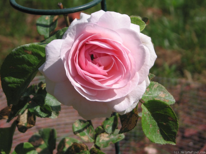 'Allegra' rose photo