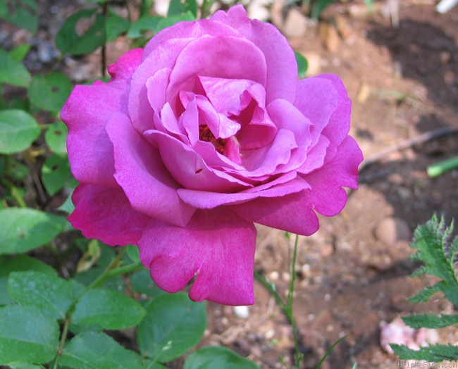 'Heirloom (hybrid tea, Warriner 1972)' rose photo