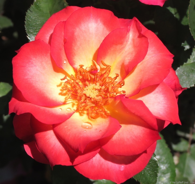 'Betty Boop ™ (Floribunda, Carruth, 1999)' rose photo