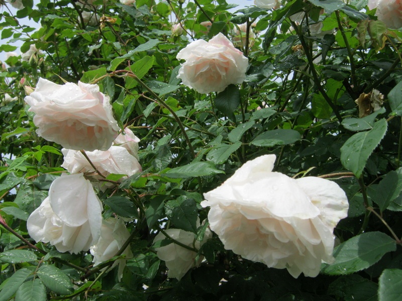 'Madame Alfred Carrière (noisette, Schwartz 1875)' rose photo