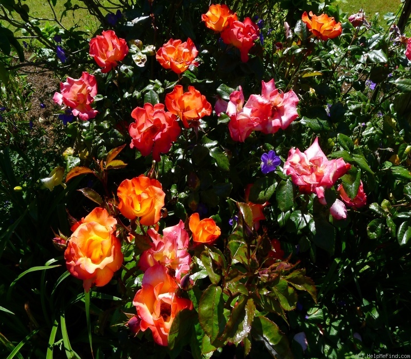 'Playboy ®' rose photo