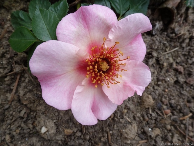 'Peace and Love ® (hybrid hulthemia, Warner, 2006)' rose photo