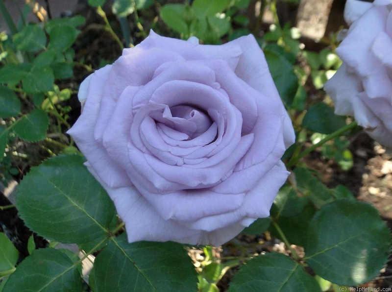 'Allure ™ (hybrid tea, Zary, 1994)' rose photo