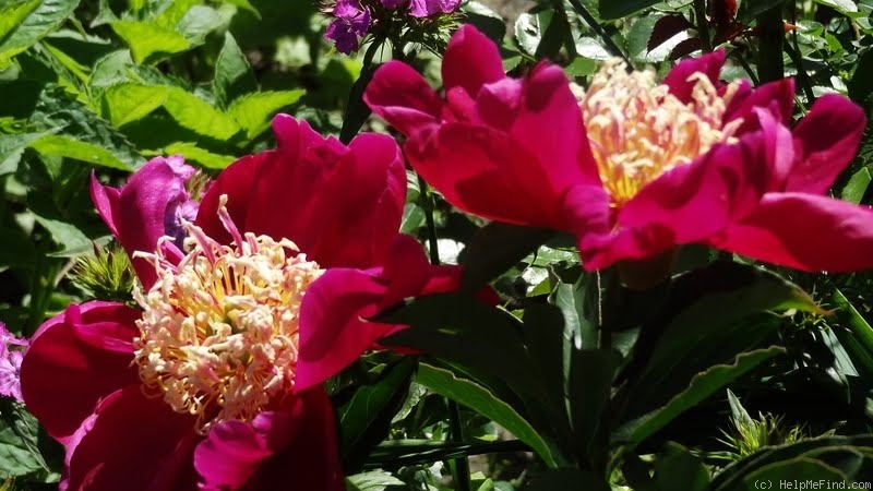 'Ursyn Niemcewicz' peony photo