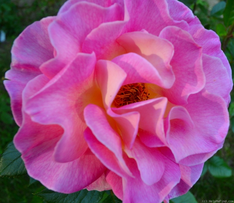 'Pink Paradise (hybrid tea, Delbard, 2004/11)' rose photo