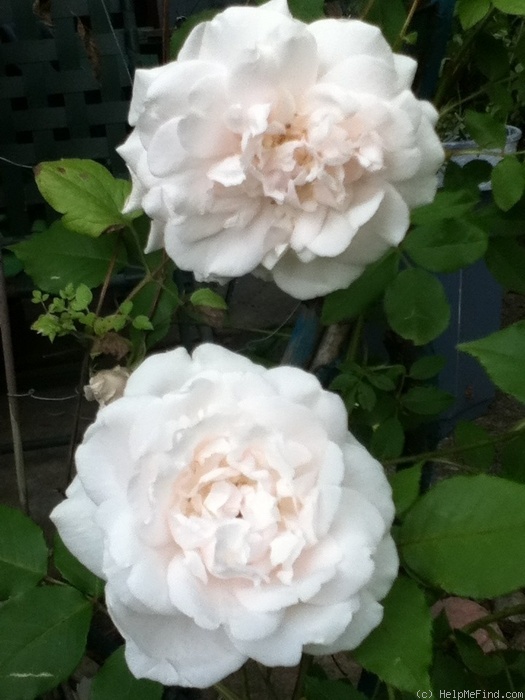 'Madame Alfred Carrière (noisette, Schwartz 1875)' rose photo