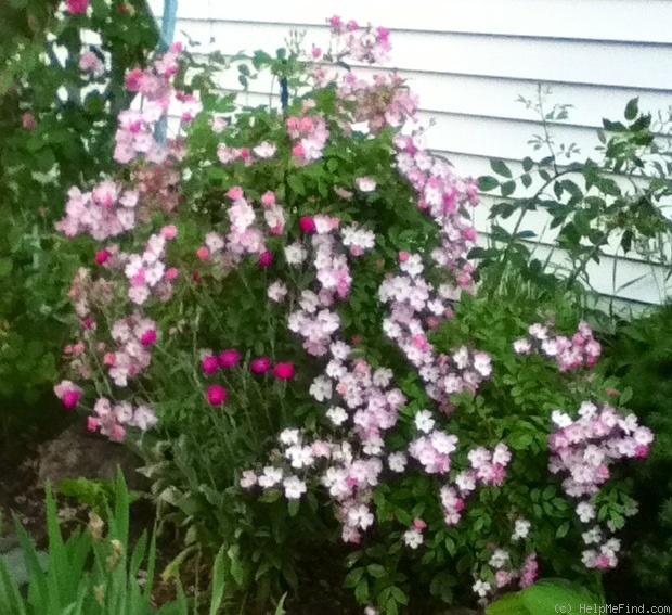 'Ballerina (hybrid musk, Bentall, 1937)' rose photo