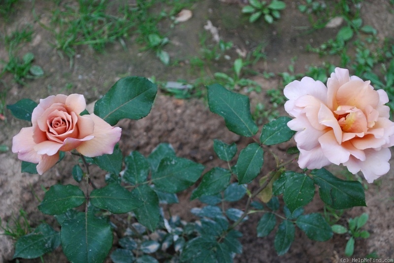 'Julia's Rose' rose photo