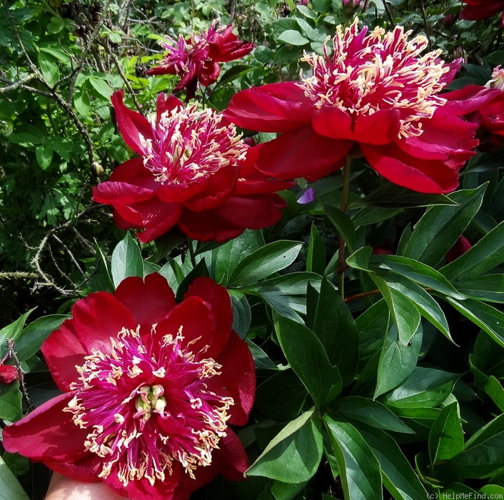 'Charles Burgess' peony photo