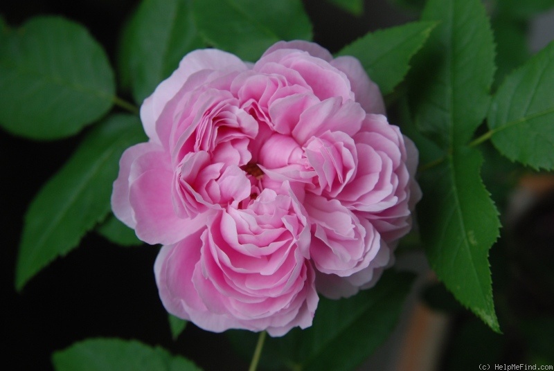 'Jacques Cartier' rose photo