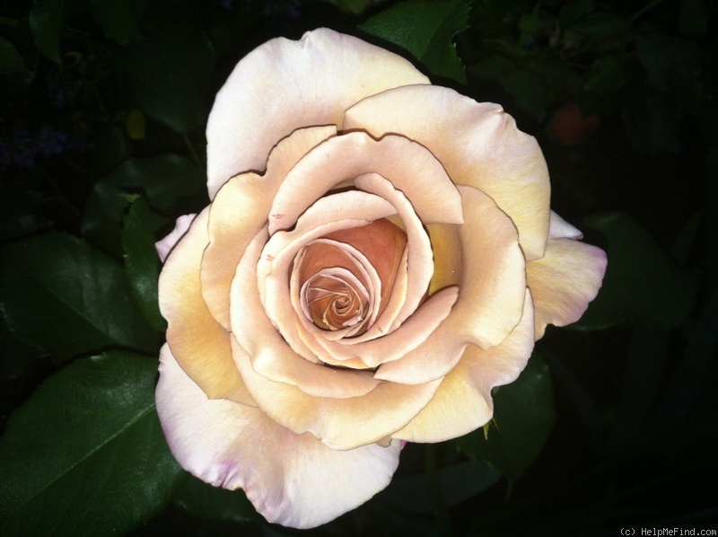 'Koko Loco (floribunda, Bedard, 2010)' rose photo