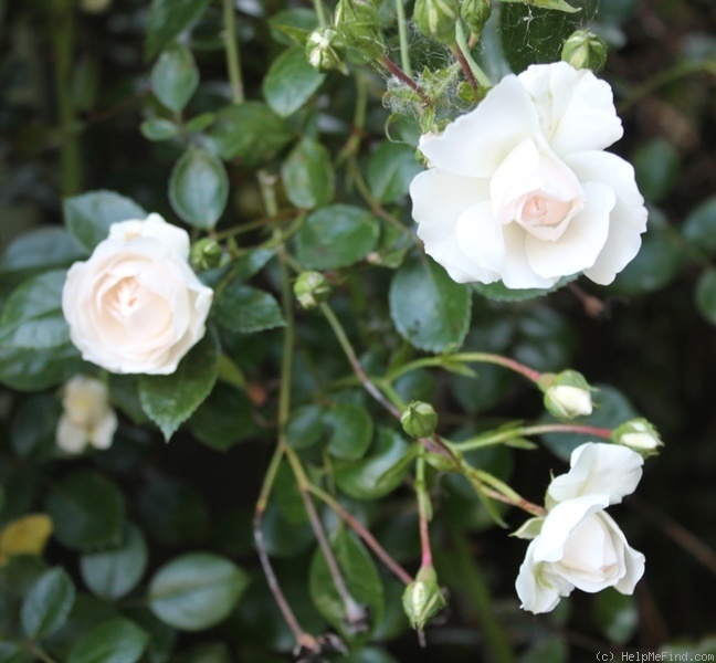 'Sea Foam (shrub, Schwartz 1963)' rose photo