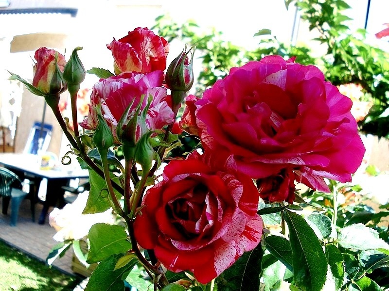 'Anniversaire' rose photo