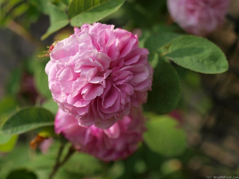'Pink Léda' rose photo
