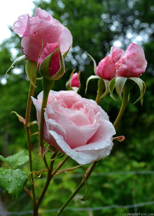 'Nahéma' rose photo