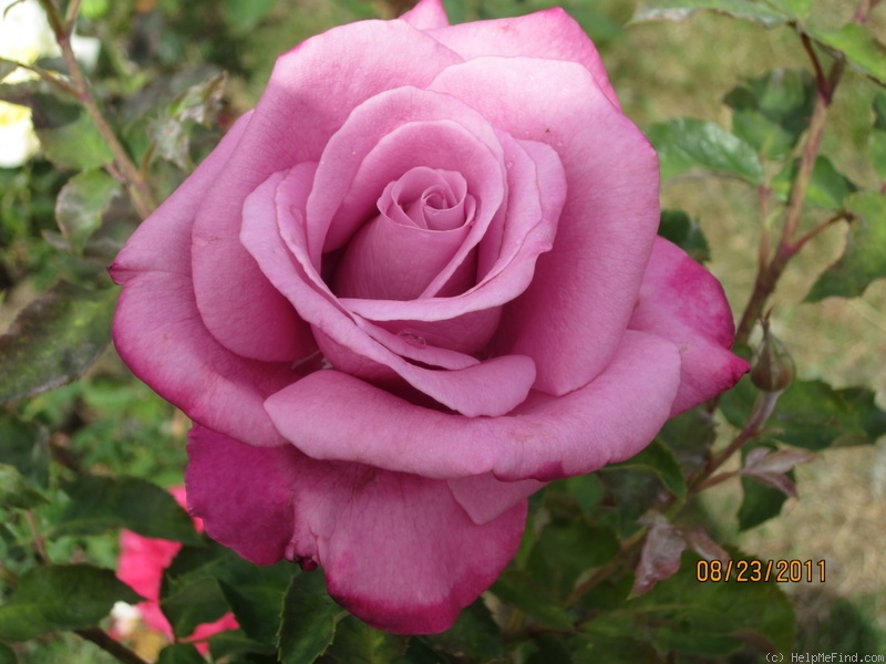 'Fragrant Plum (hybrid tea, Christensen before 1988)' rose photo